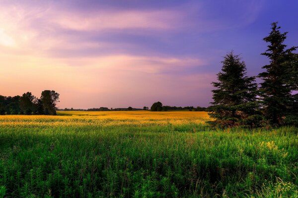 Cielo púrpura y amarillo con Prado verde