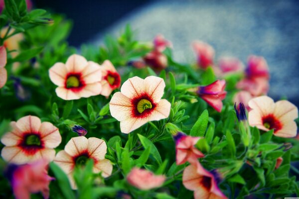 Hermosas flores en el Jardín