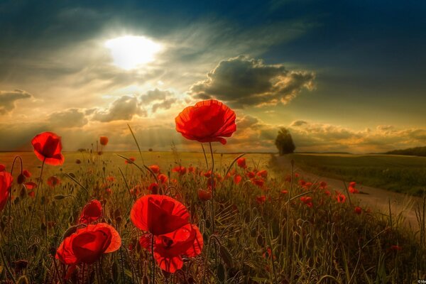 Campo di papaveri ai raggi del sole