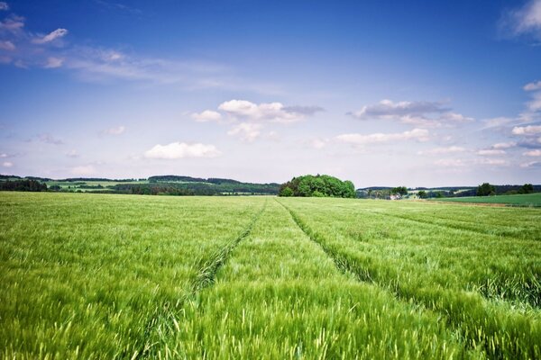 Blue sky landscape in the field