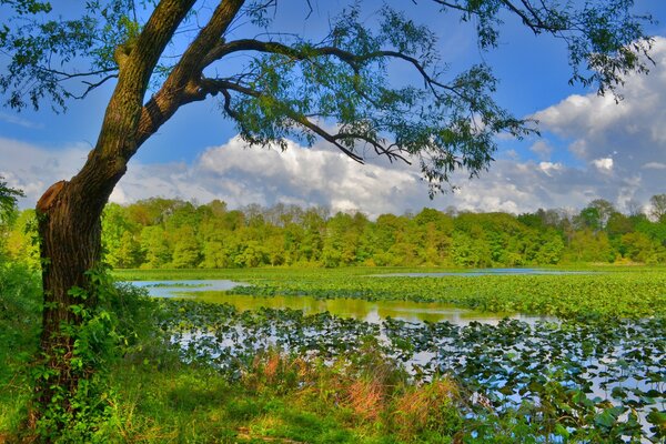 Summer landscape with grass and pond