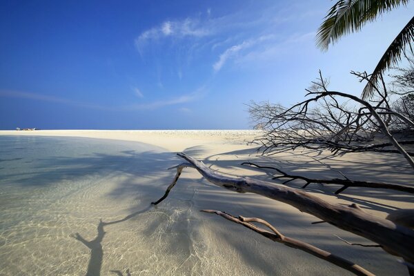 Playa tropical, en el agua del contorno de los árboles