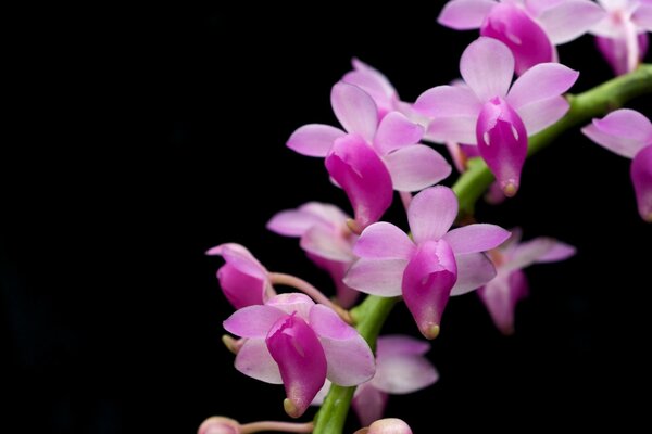 A branch of a bush orchid on a black background