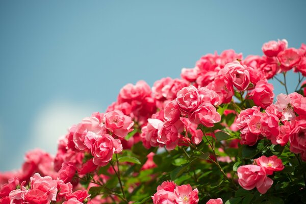 Beau buisson de roses sur fond de ciel