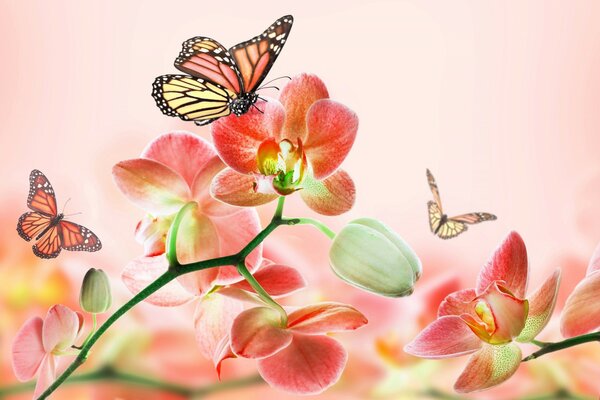 Lovely butterflies on delicate orchids