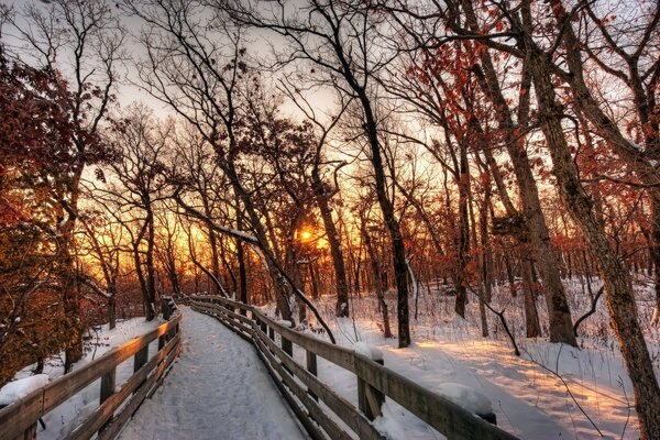 Beautiful sunset in the winter forest