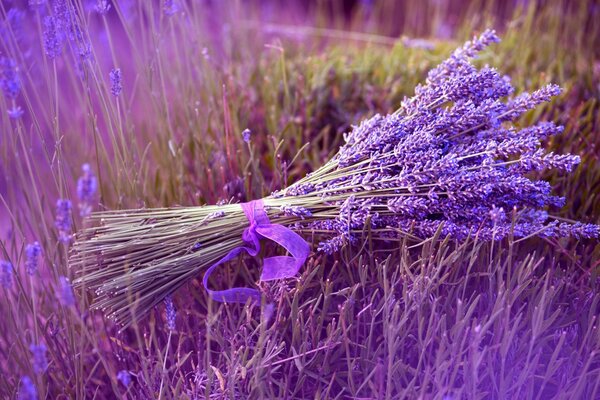 Bouquet di lavanda su un campo lilla