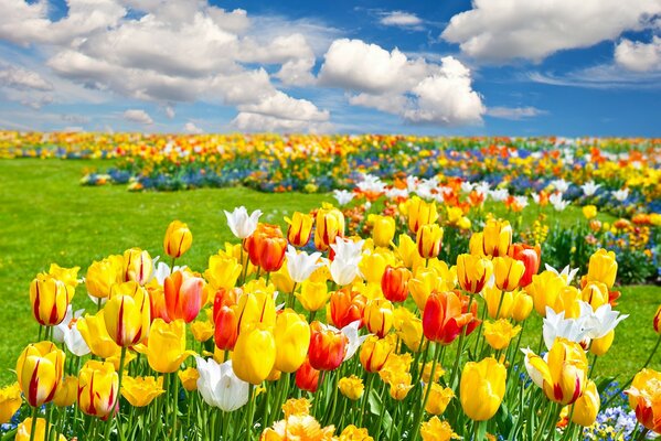 A field of colorful tulips to the horizon