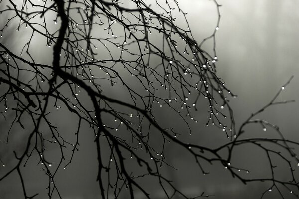 Spring water drops on tree branches