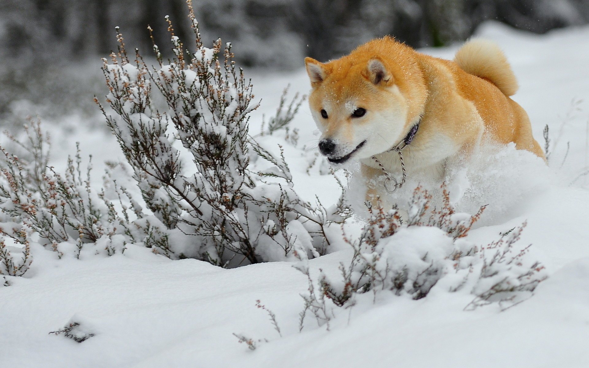 perro invierno nieve