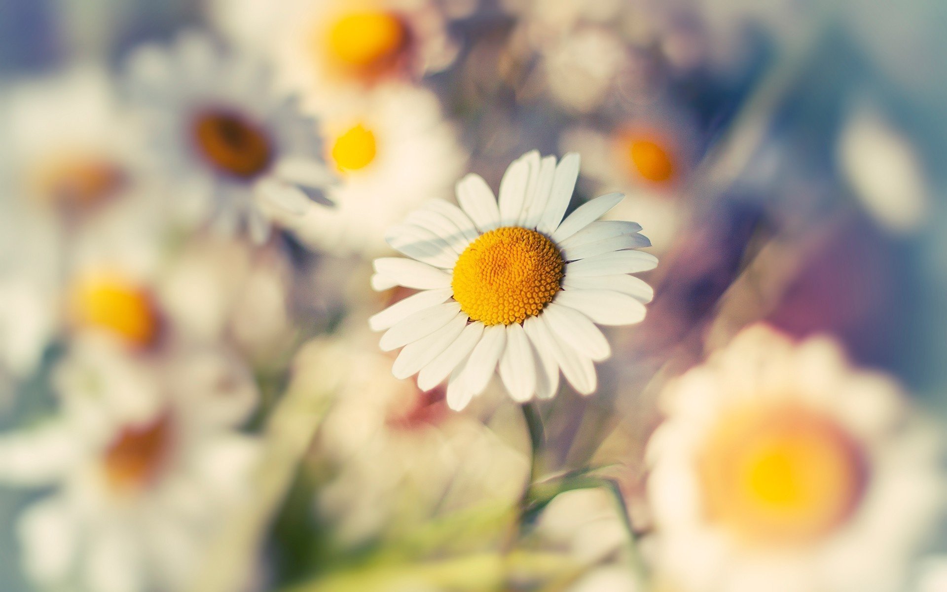 macro macro chamomile flower