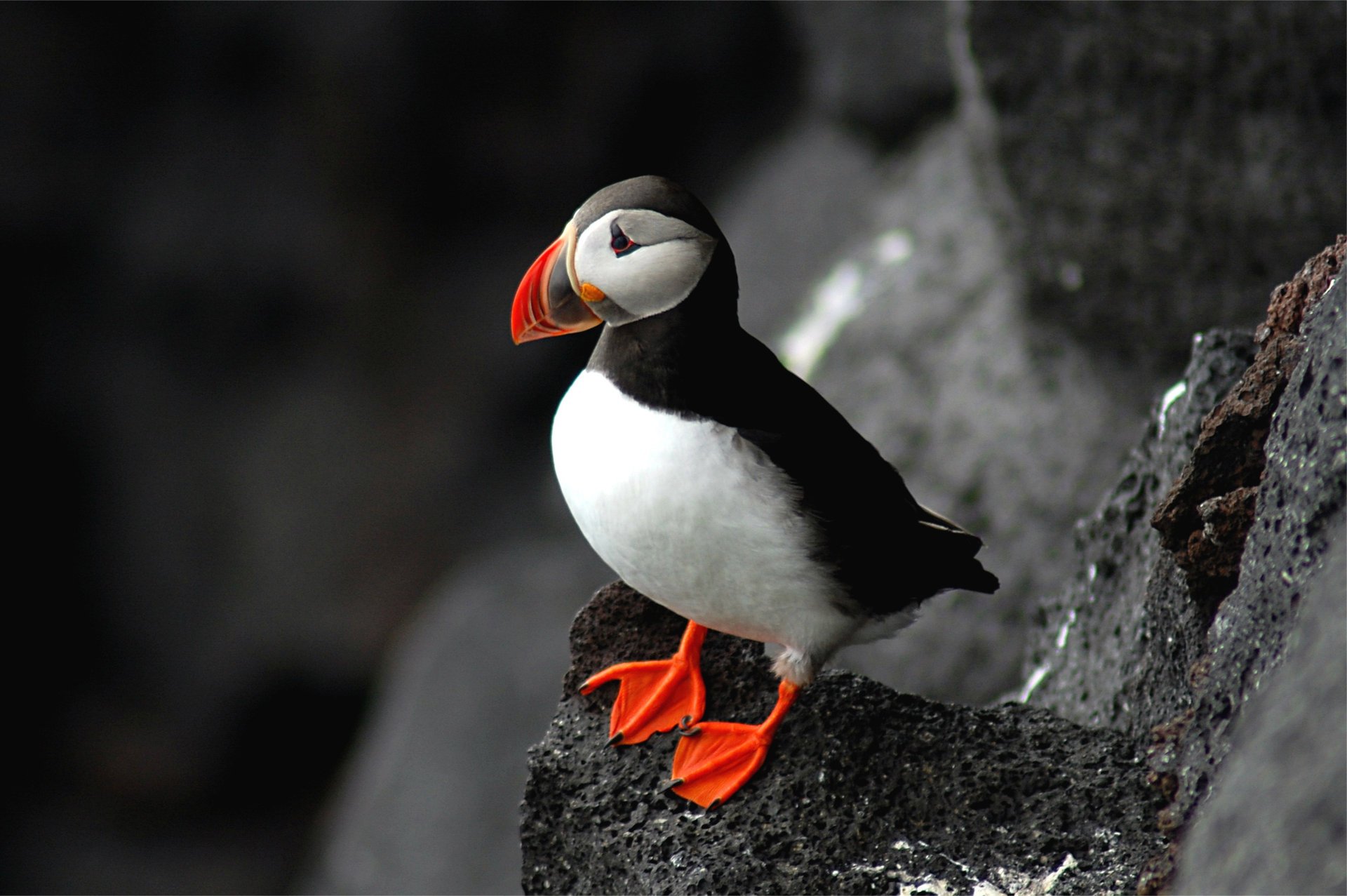 bird petrel fratercula arctica in atlantic puffin rock