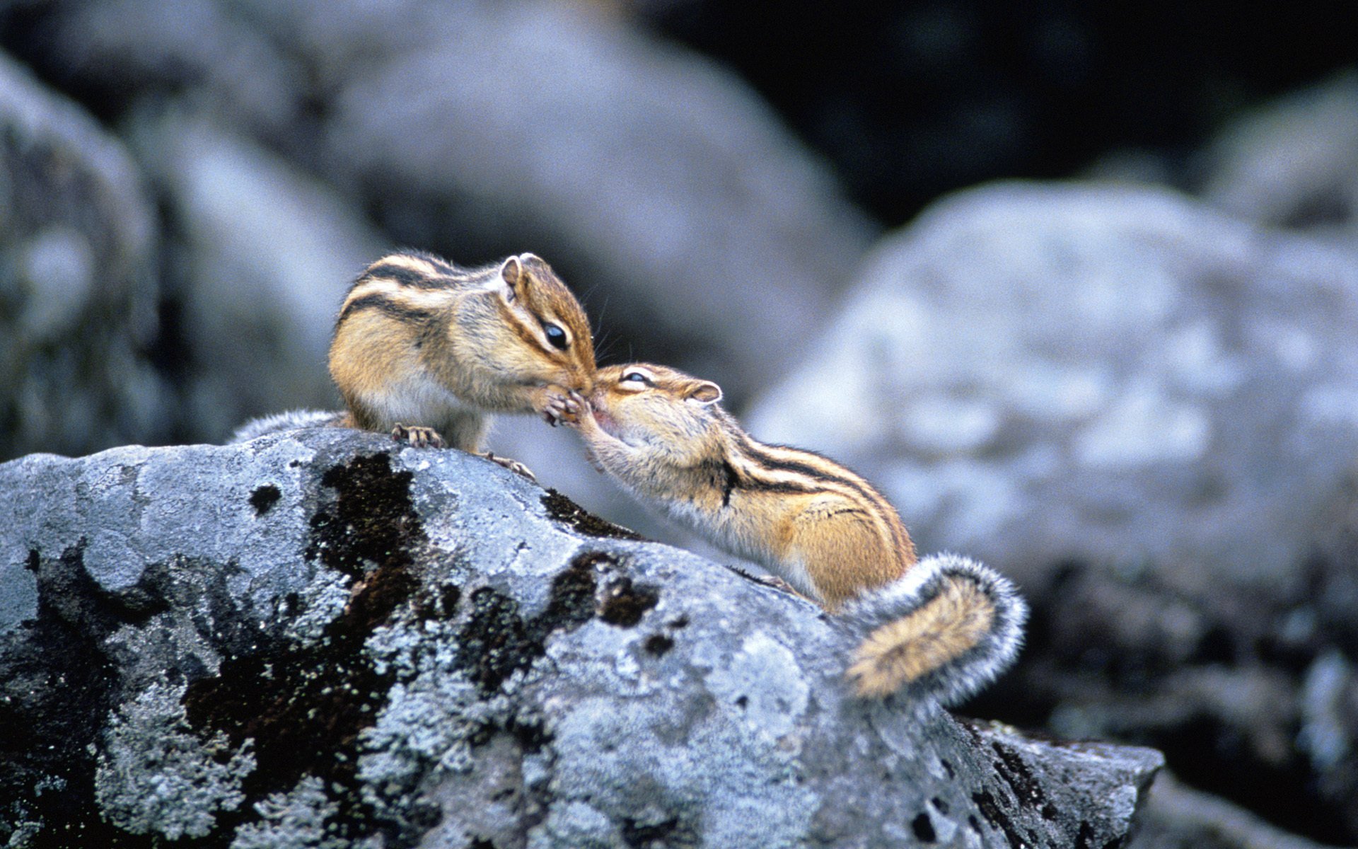 pierres couple rongeurs tamias