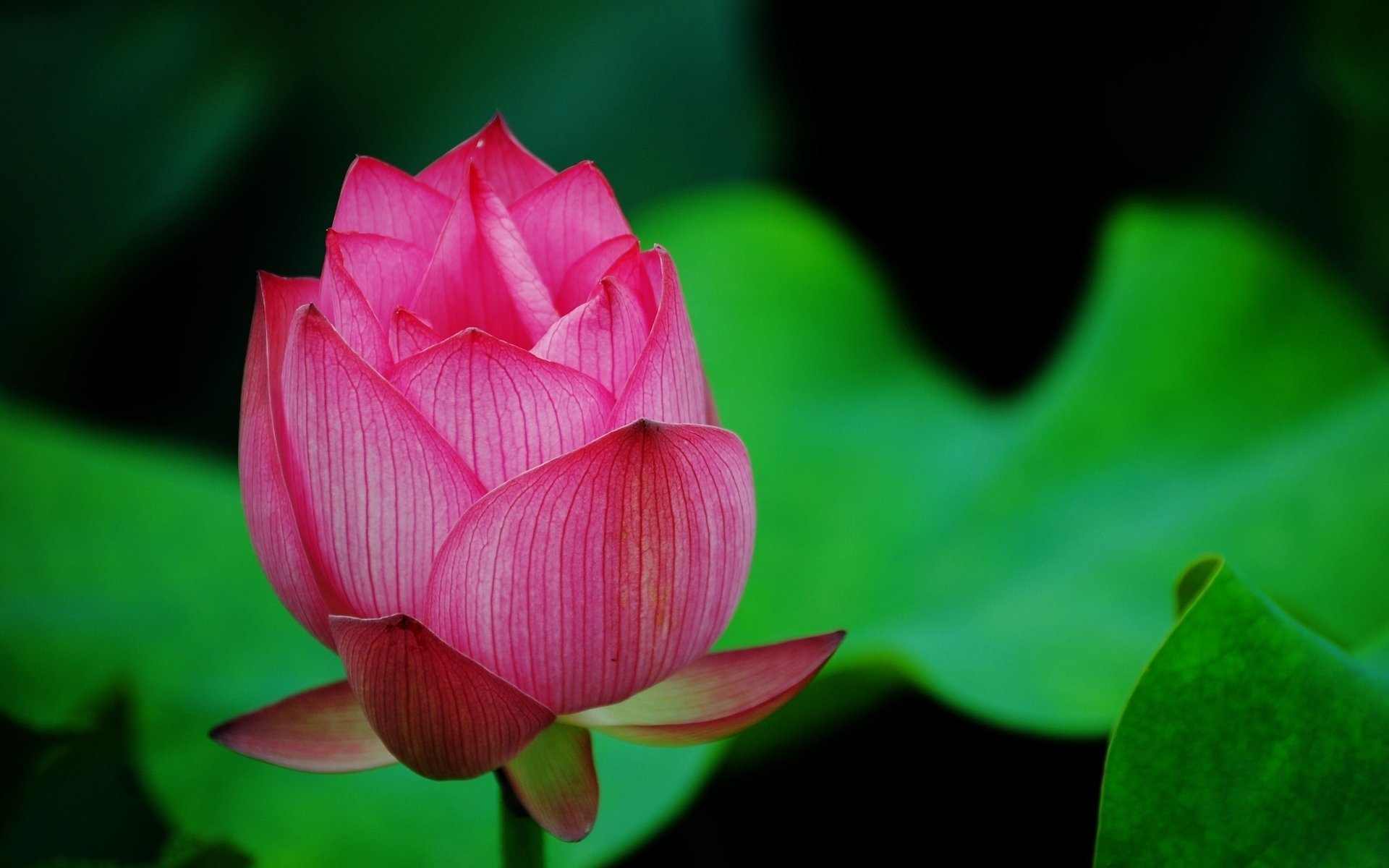 lotus greens macro petals flower pink bud