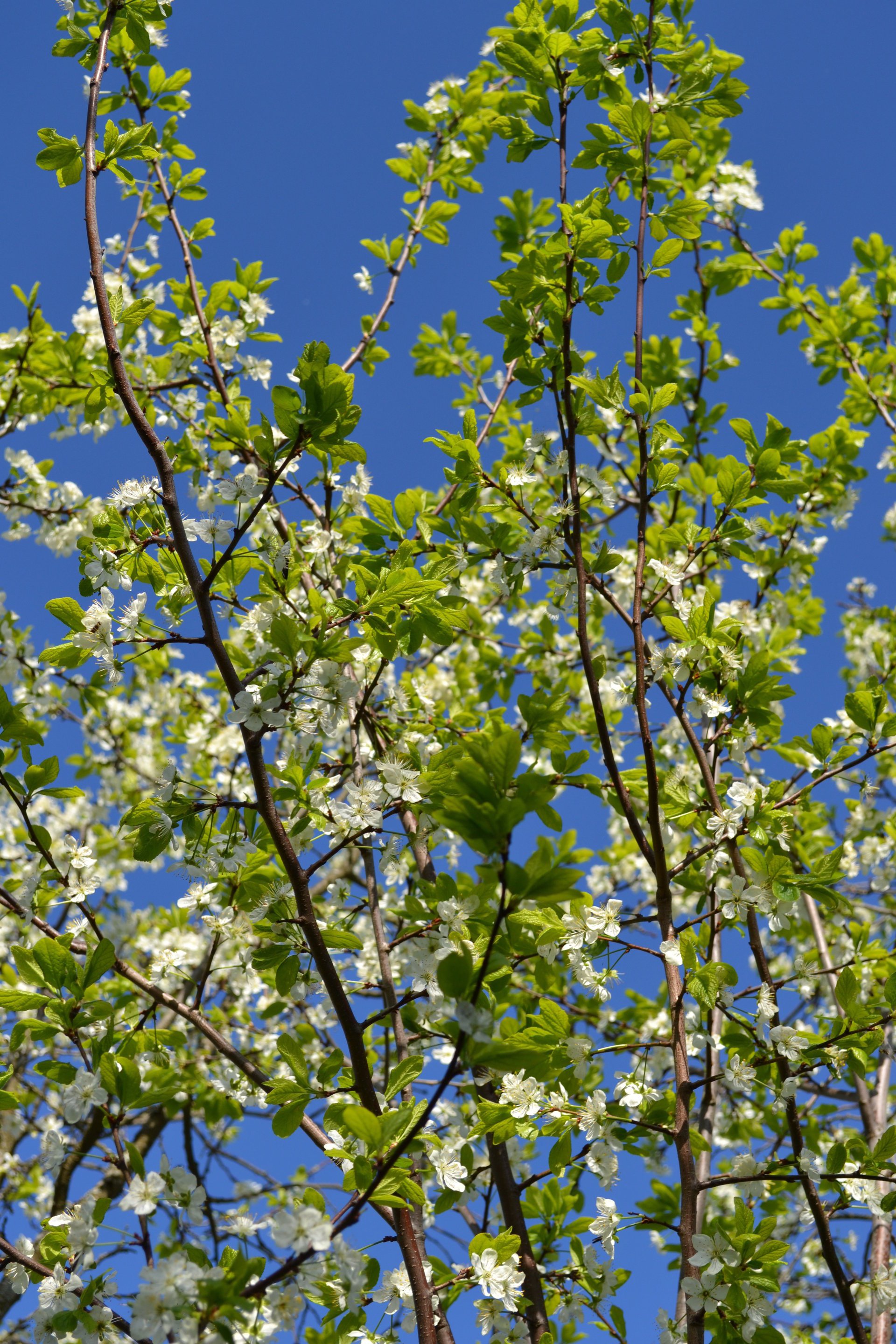 fiori primavera