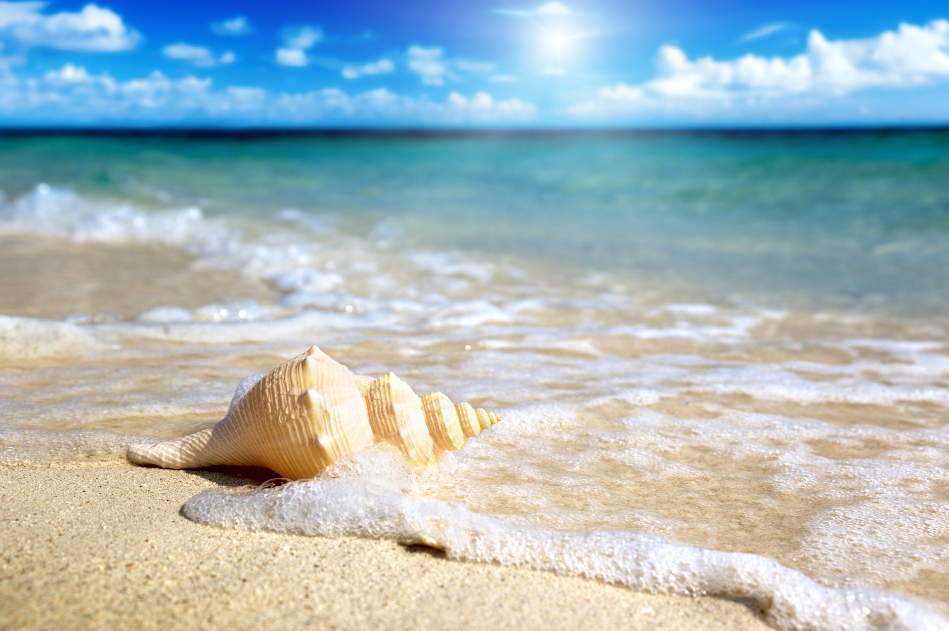 coquillage surf soleil ciel mer sable