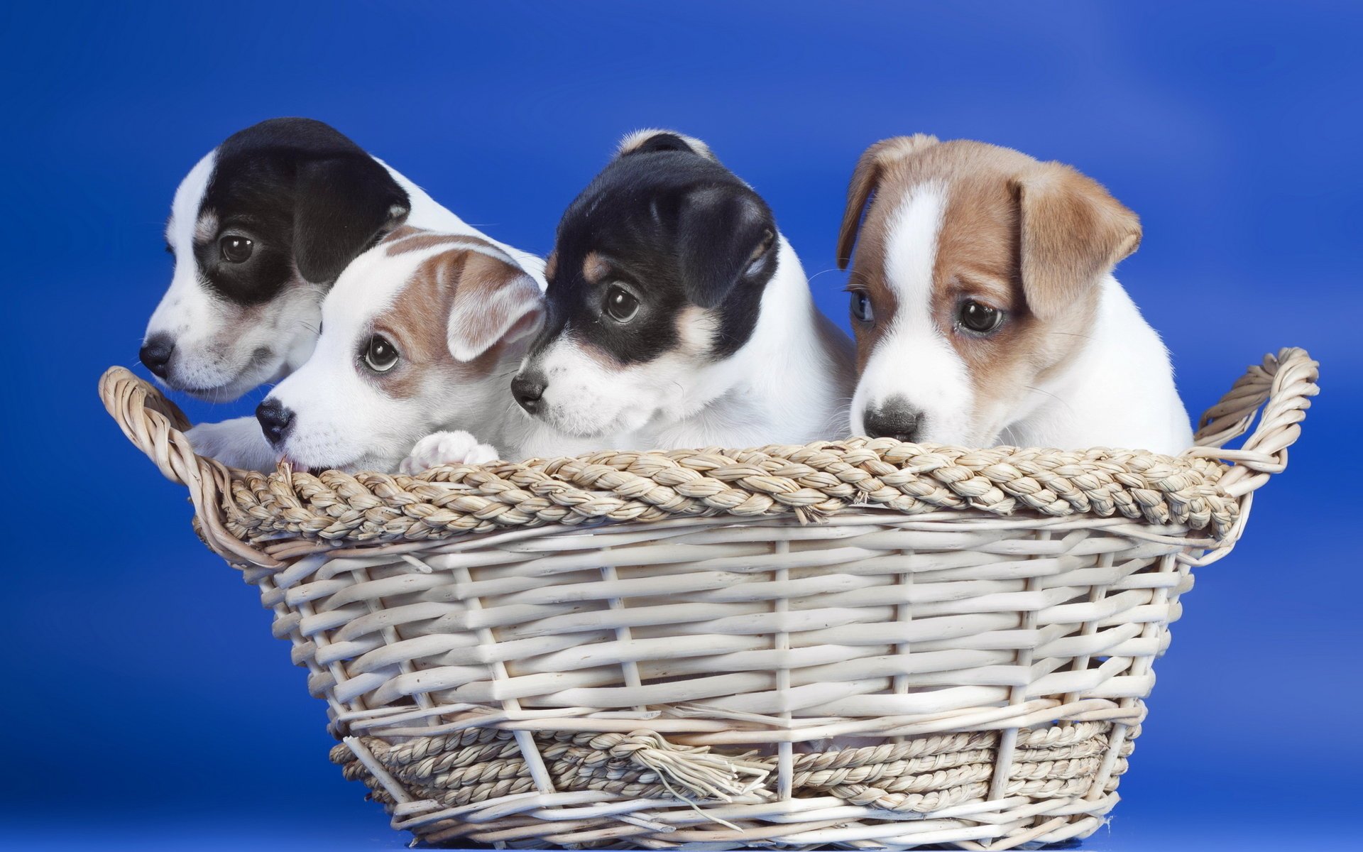 basket puppies dog