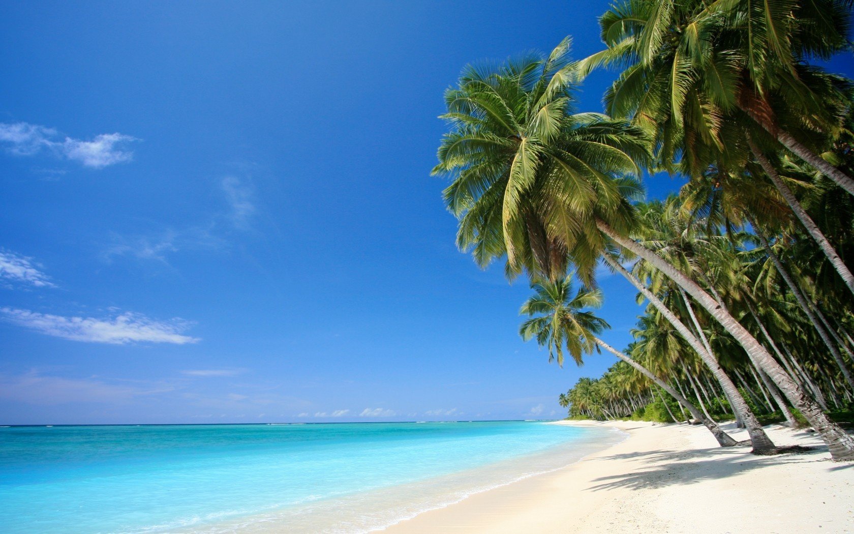 tropics palm trees sand sea beach