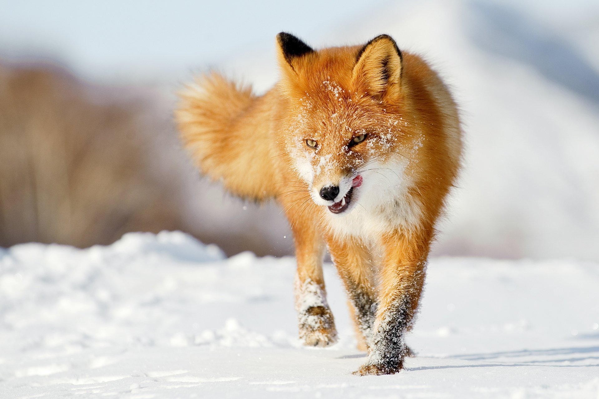 rousse hiver neige langue renard renard