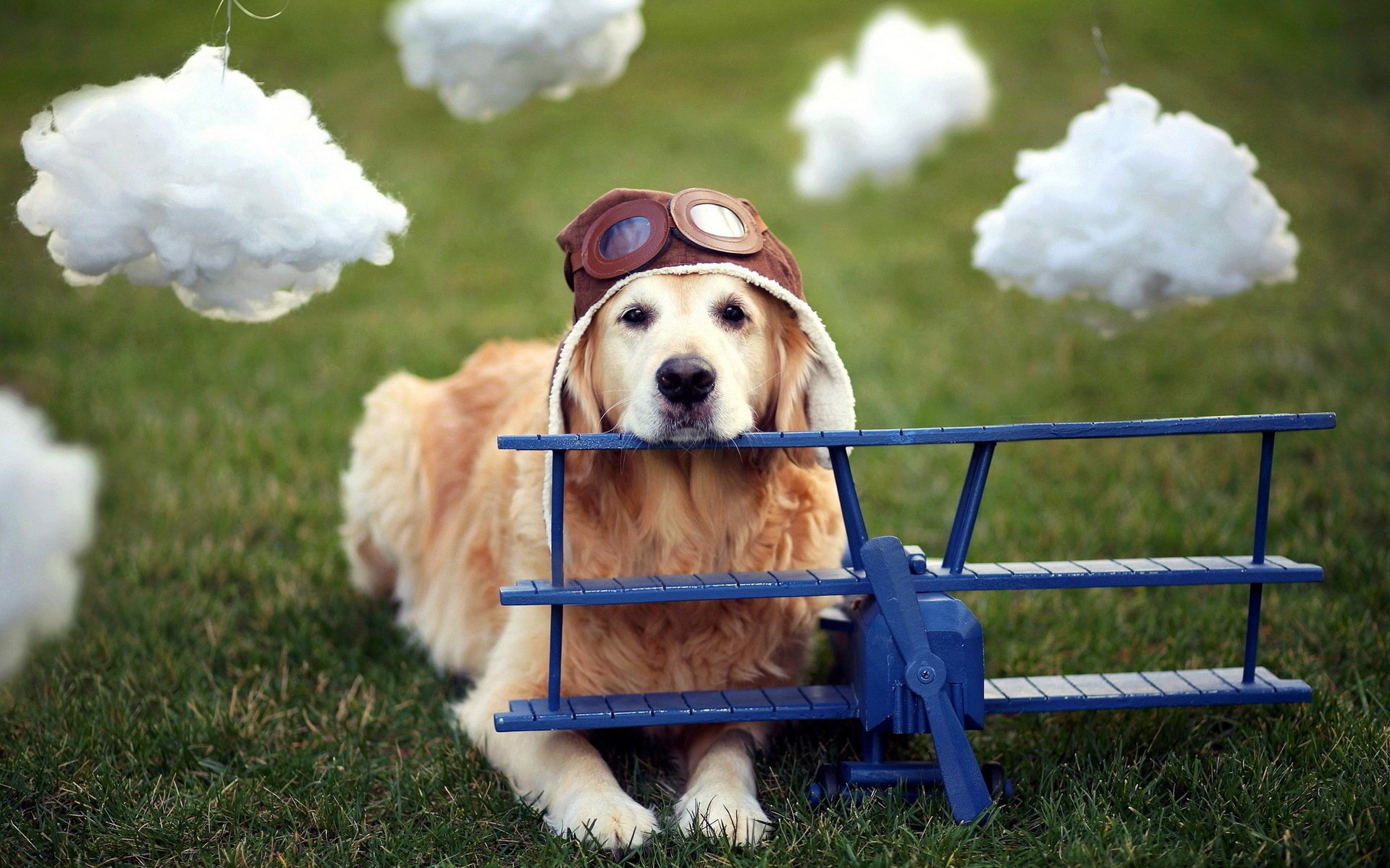 avion chien casque