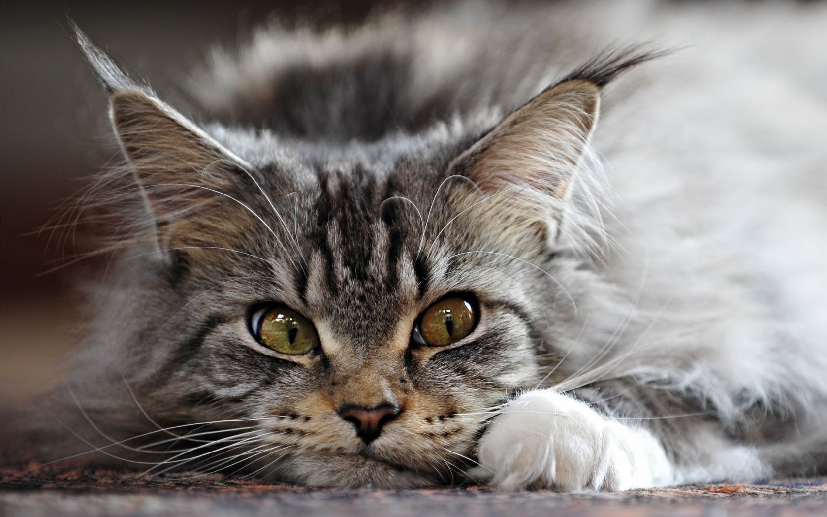 chat gris oreilles glands