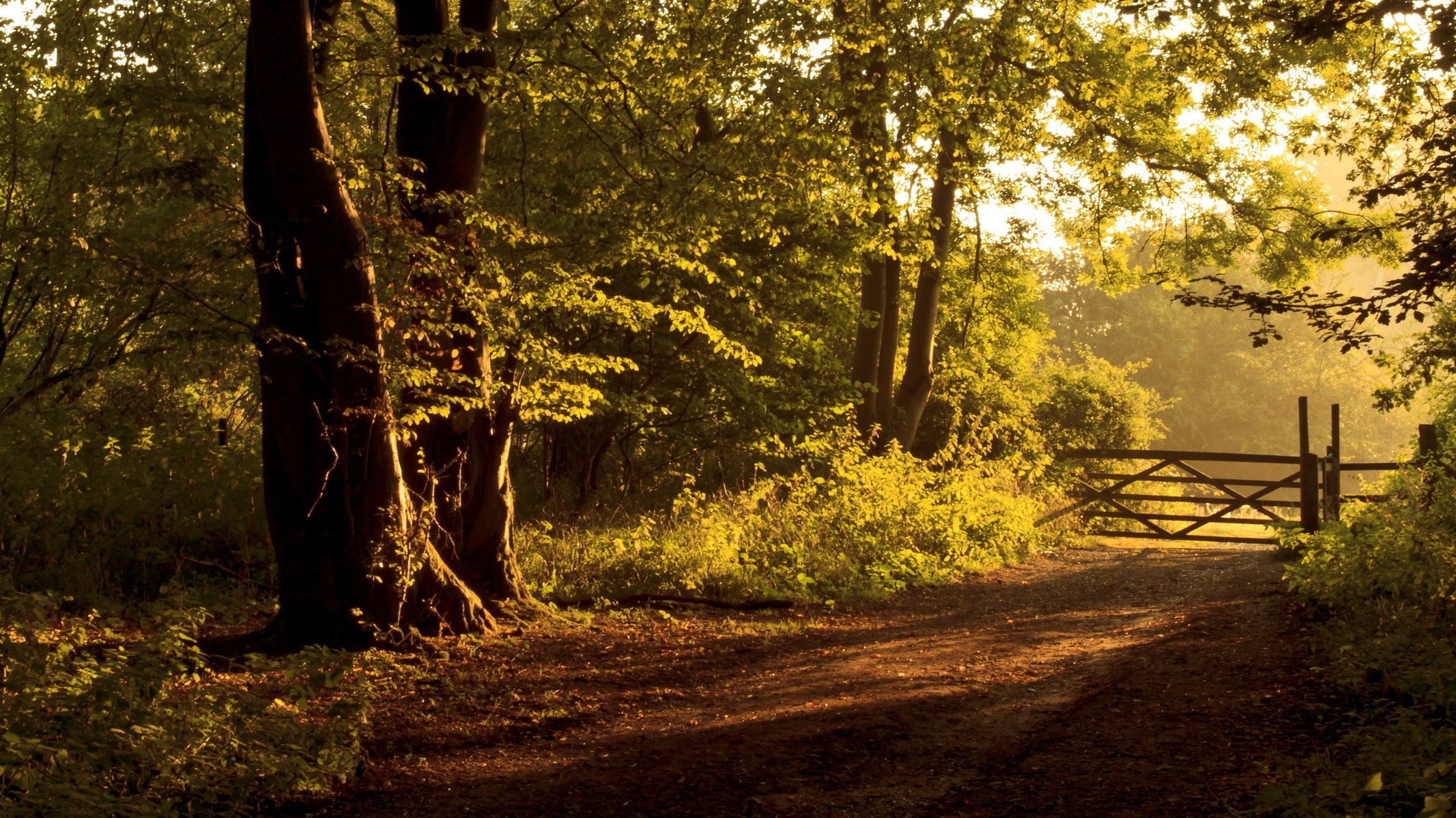 road the fence landscape forest