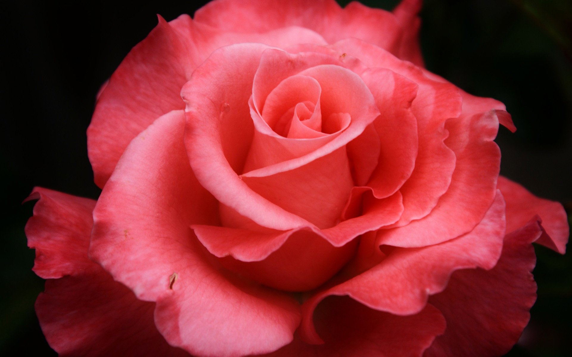 pink petals flower rose macro