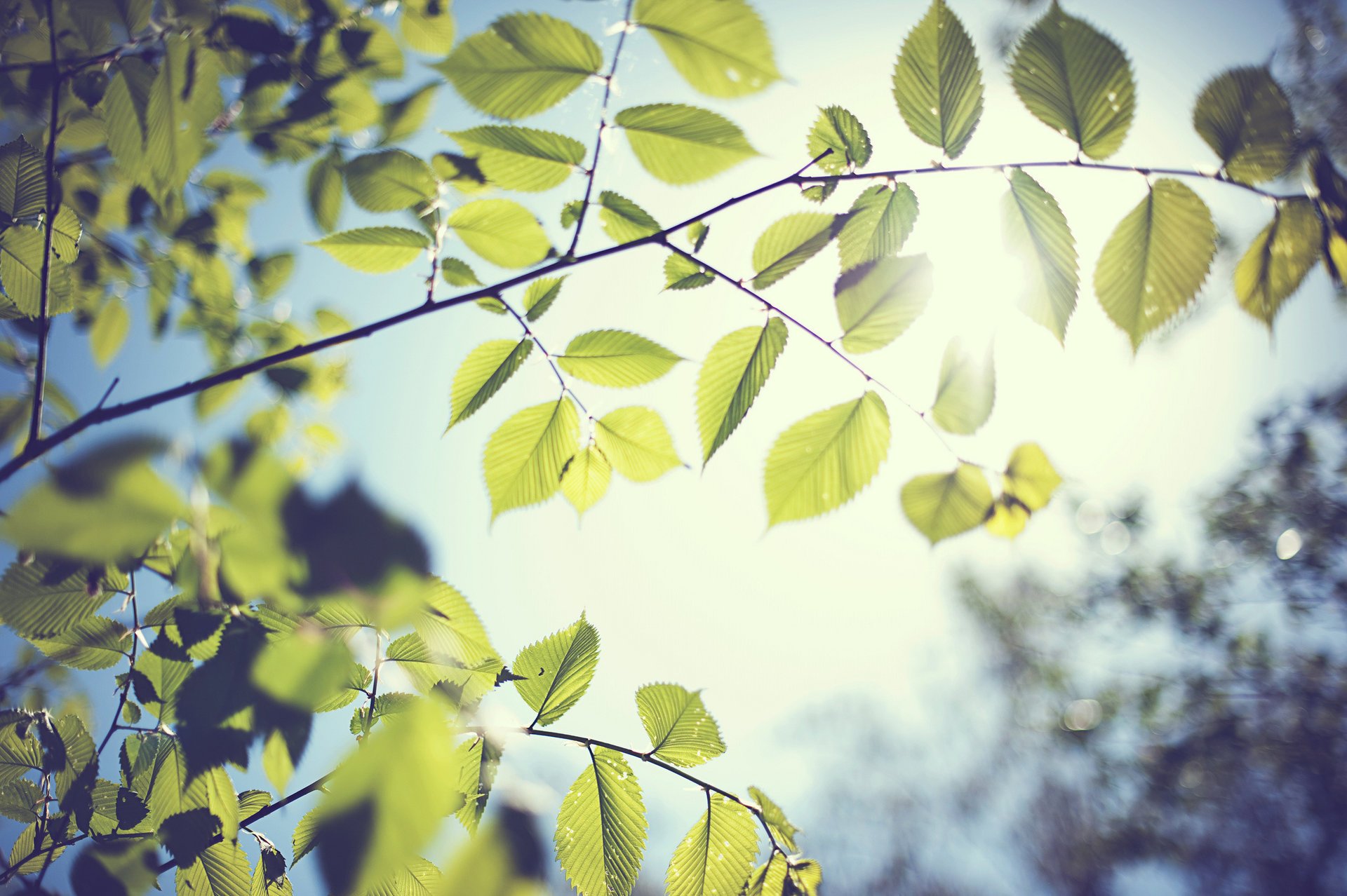 branch foliage spring