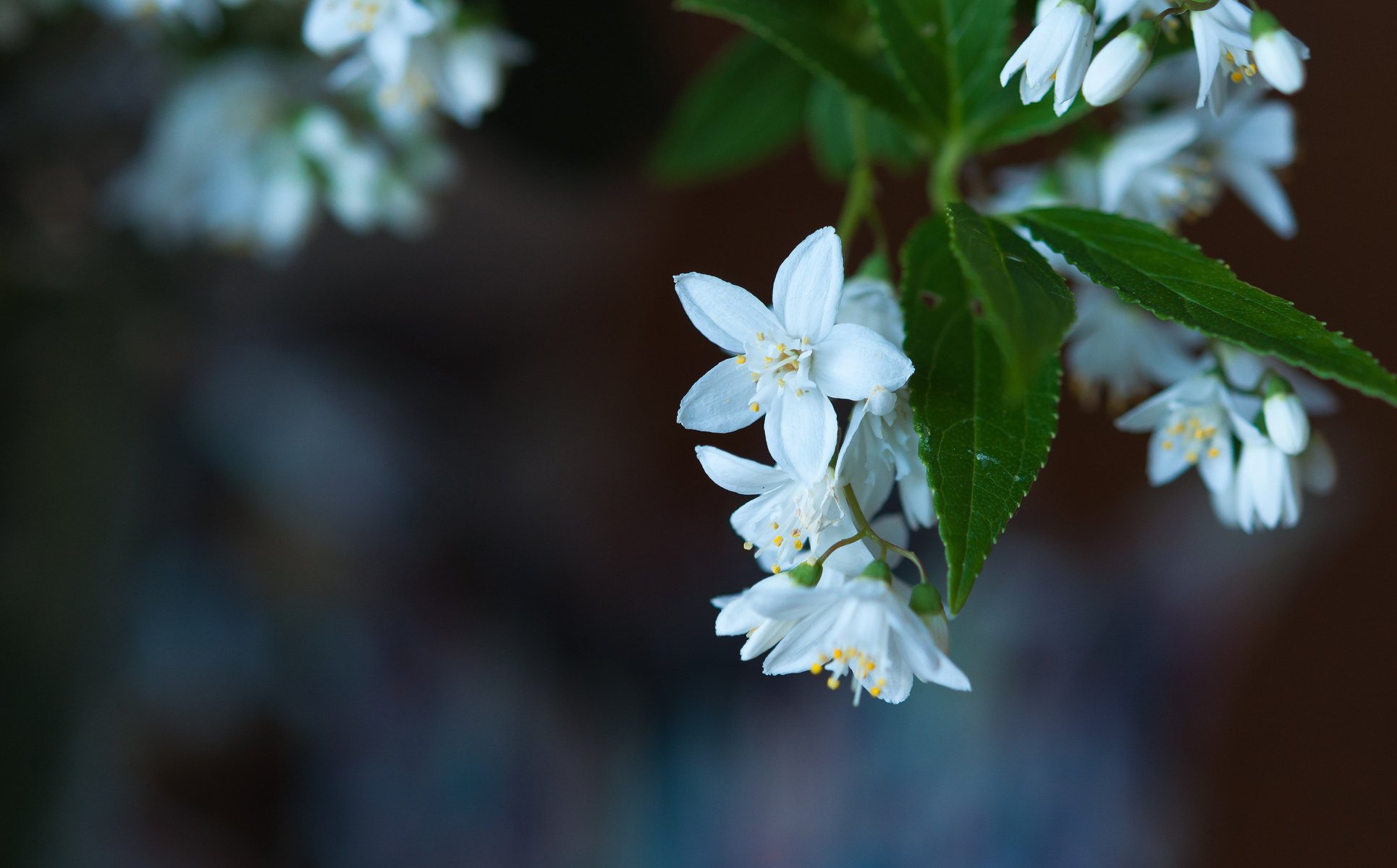 fleurs gros plan floraison flou feuilles