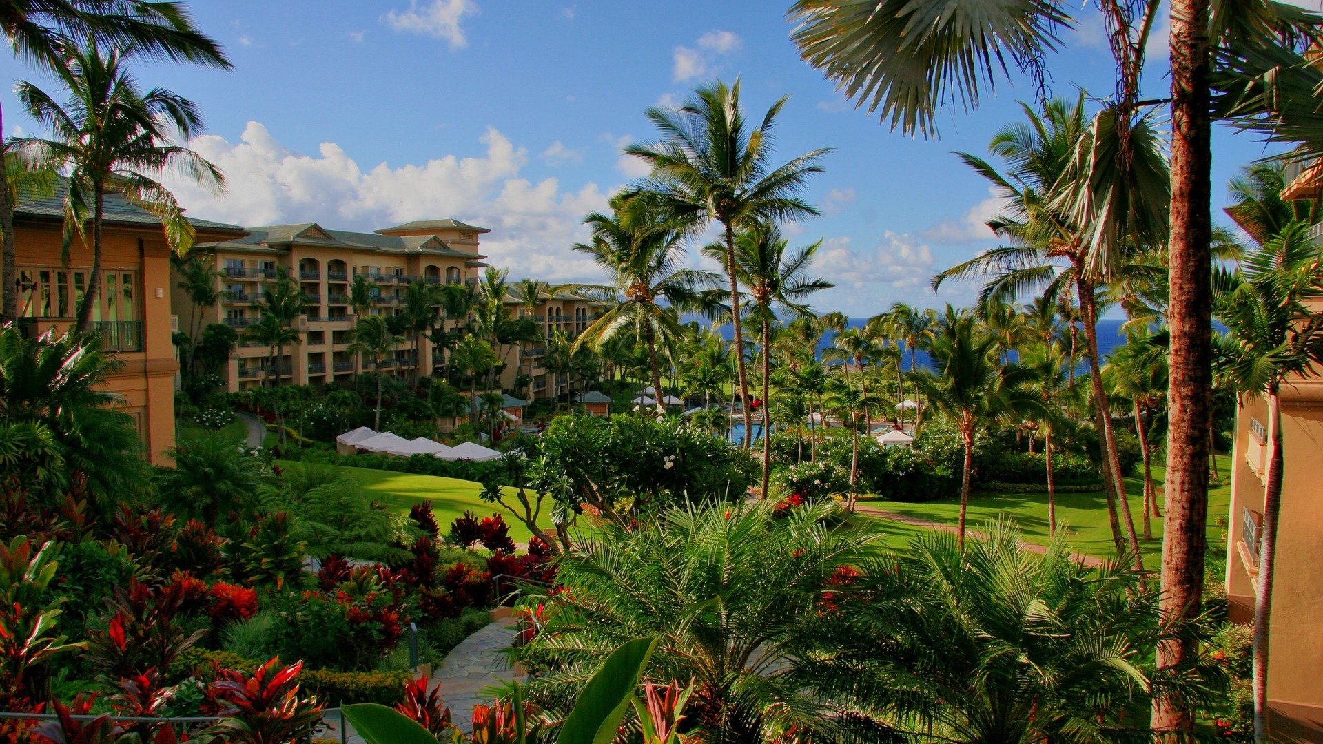 hawaii hotel palm pool sea flower