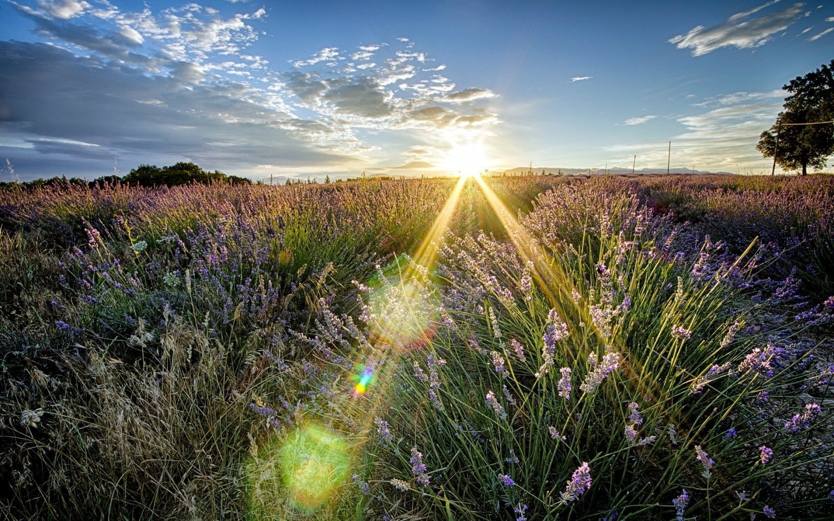 natura luce campo estate paesaggio