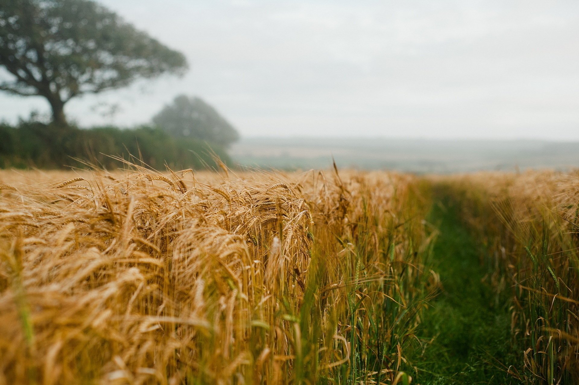 landschaft ohren feld sommer