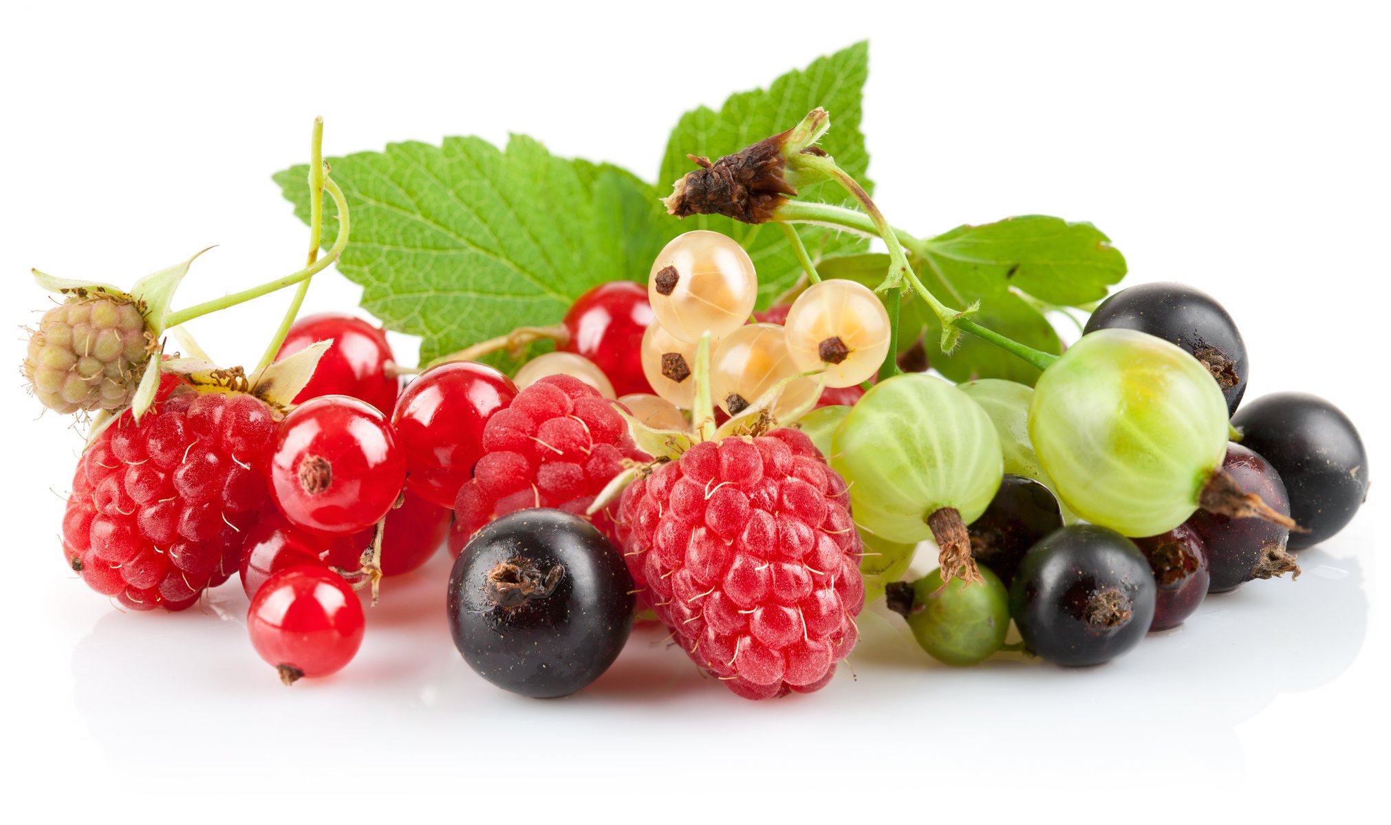 schwarze johannisbeere beeren stachelbeere rote johannisbeere