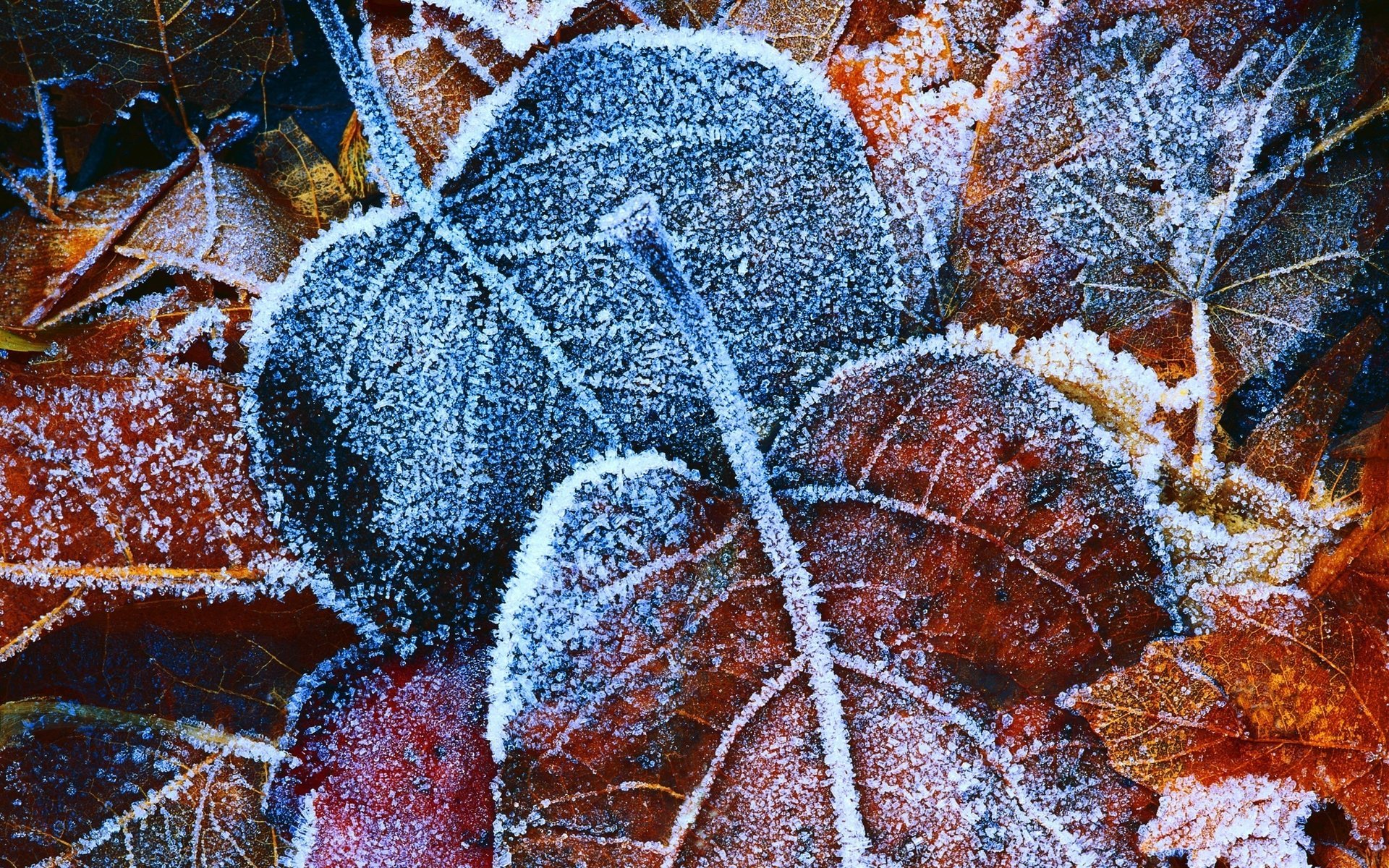 hintergrund blatt frost herbst laub blätter gelb eis