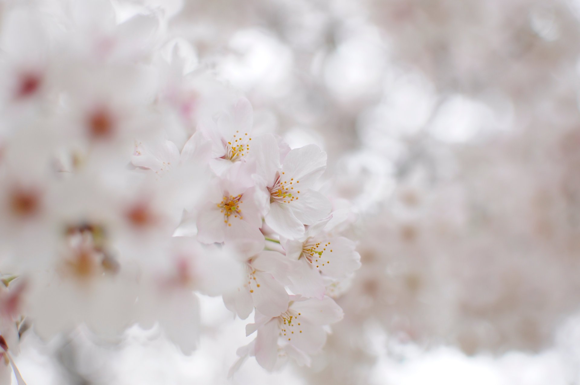 kwiaty śnieżnobiałe białe kwitnienie sakura płatki