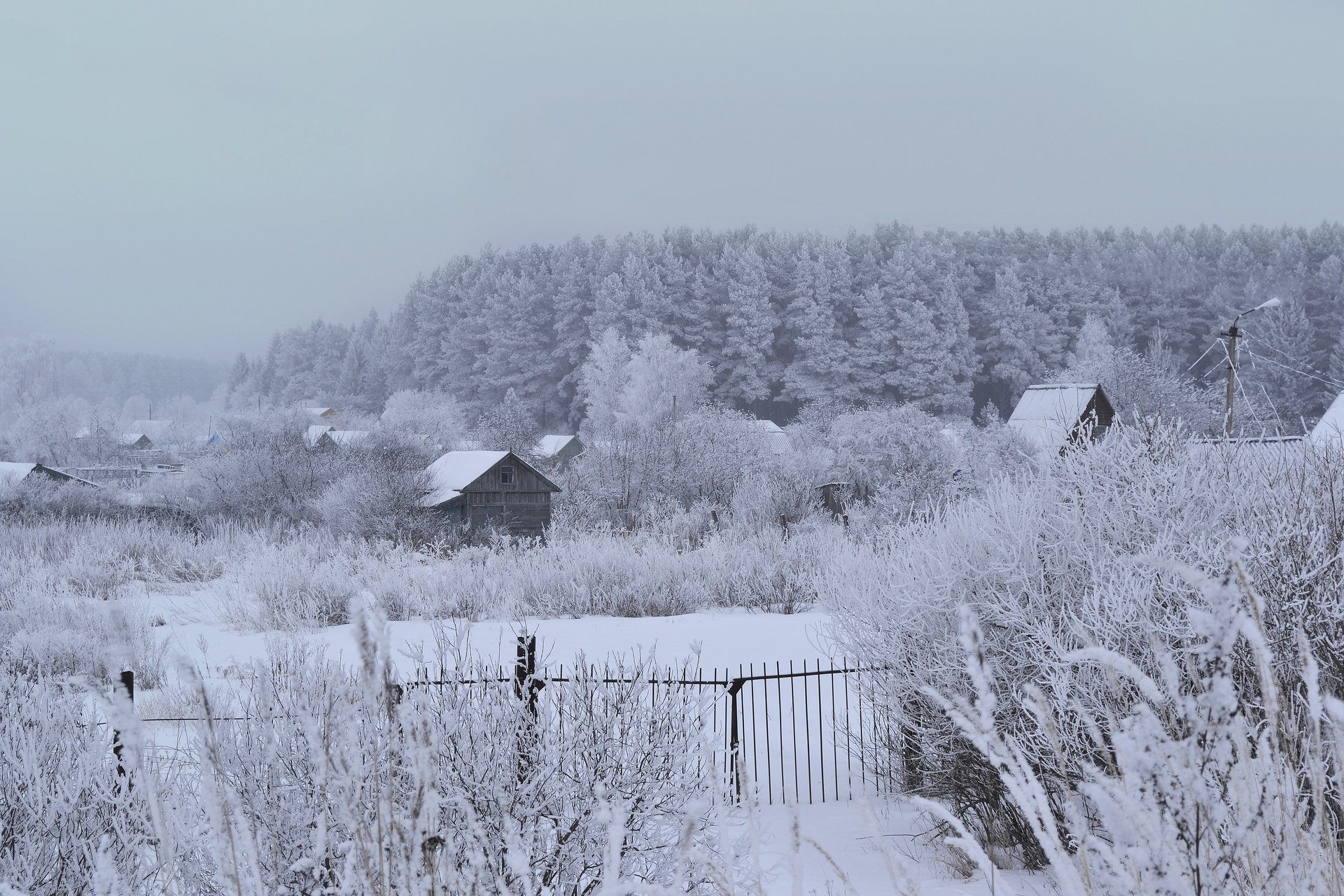 winter wald