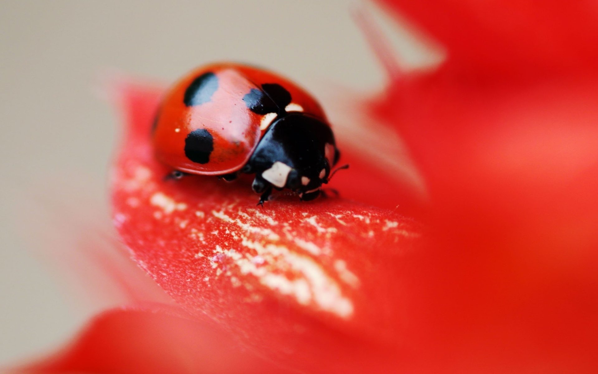 mariquita insecto puntos escarabajo flor rojo