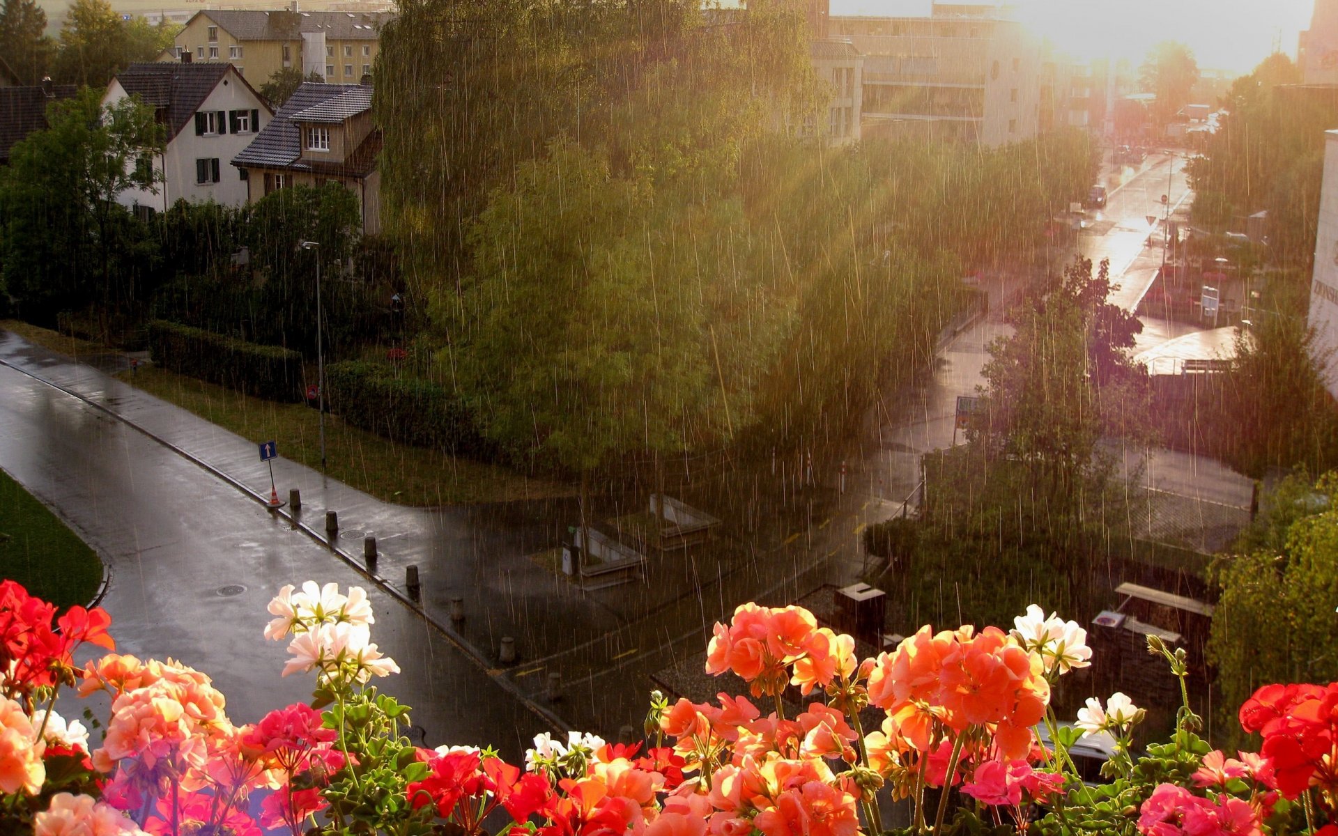 ventana flores calle lluvia