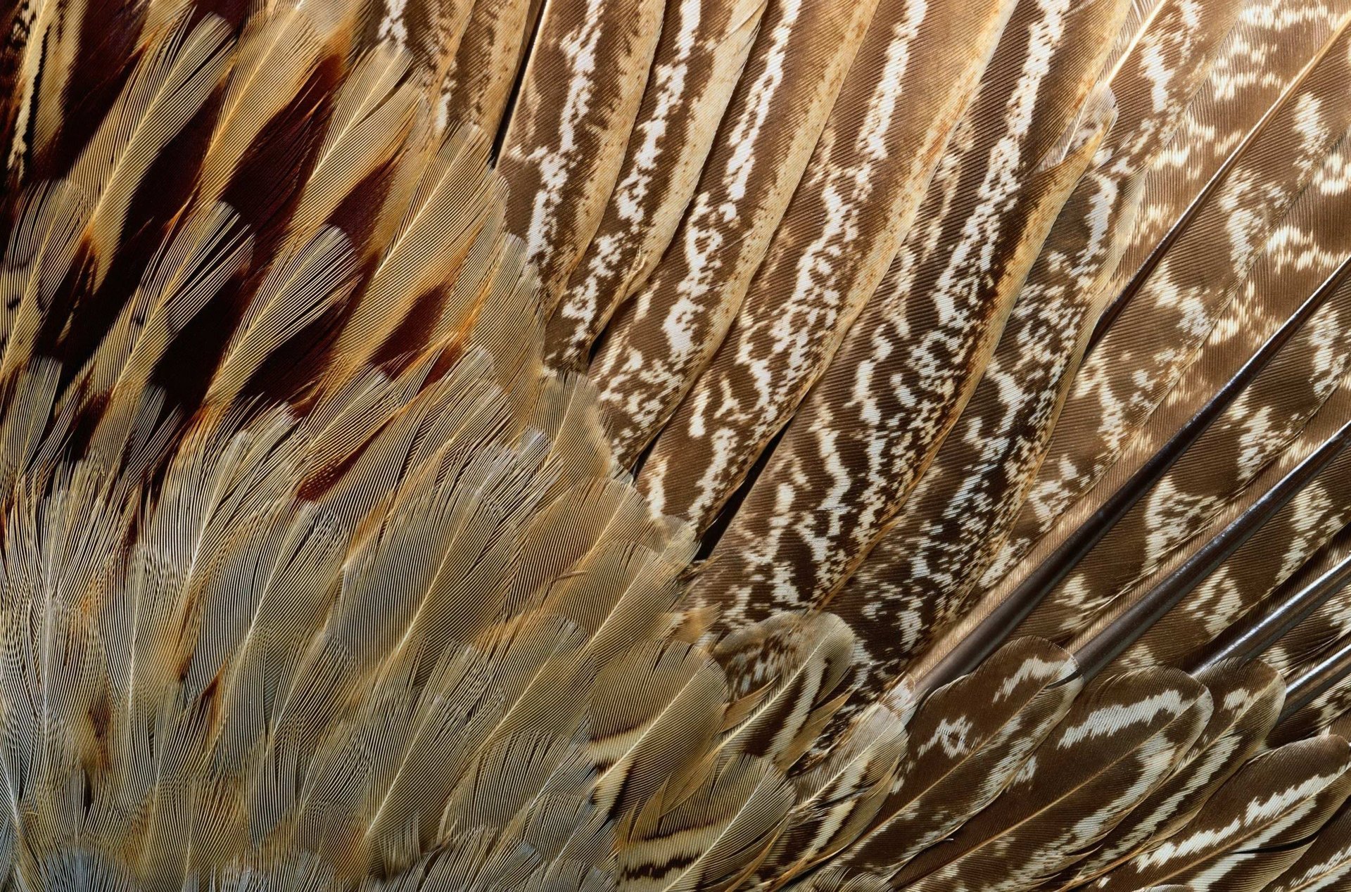 texture plumes d oiseau exotique