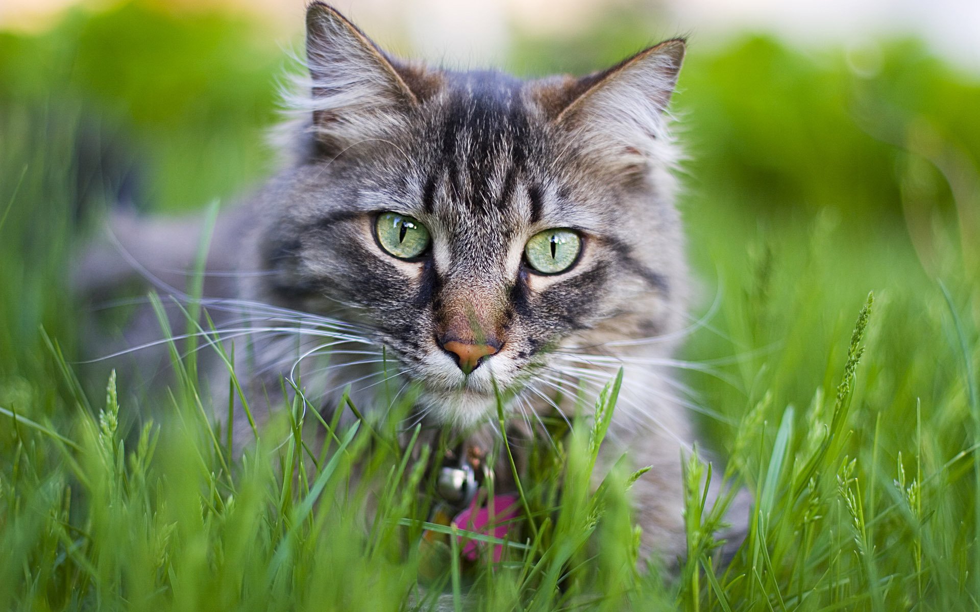 blumen katze katze kätzchen kote muschi muschi katze gras