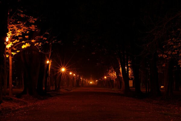 Leere Abendallee im warmen Licht der Laternen