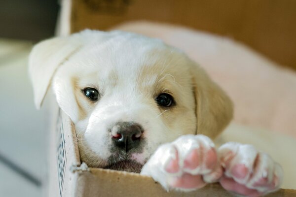 Lindas patas. Cachorro en una Caja