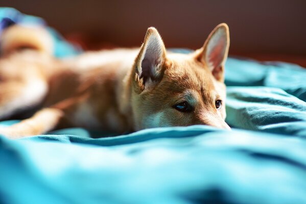 Puppy on the bed in blue sheets