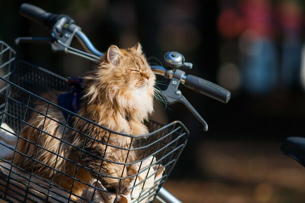 Redhead peloso gatto gode di andare in bicicletta