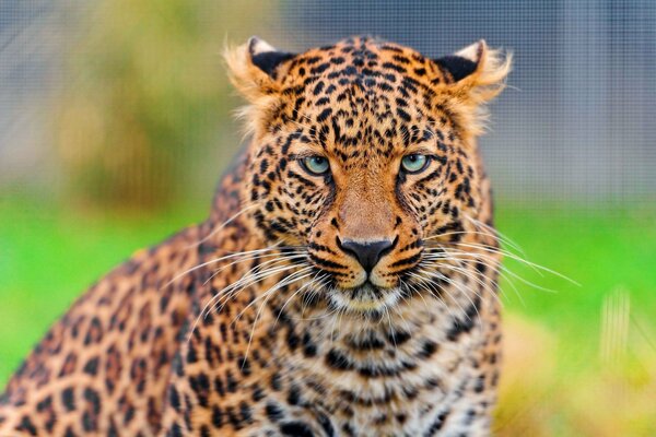 Der Leopard schaut dich genau an