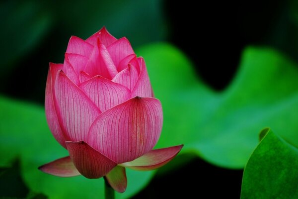 A pink lotus bud in a macro shot