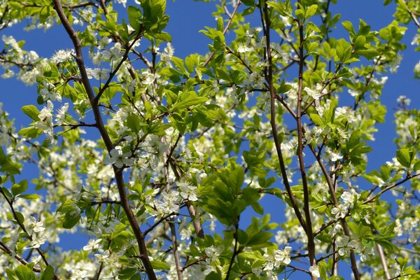 Fioritura degli alberi all inizio della primavera