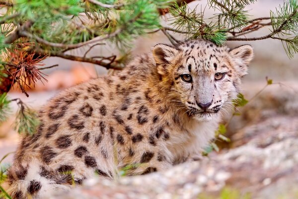 Leopardo delle nevi sotto i rami di abete rosso