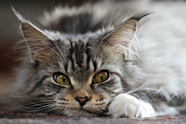 Hermoso gato gris con borlas en las orejas