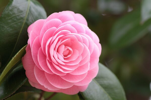 Fiore di camelia rosa con foglie